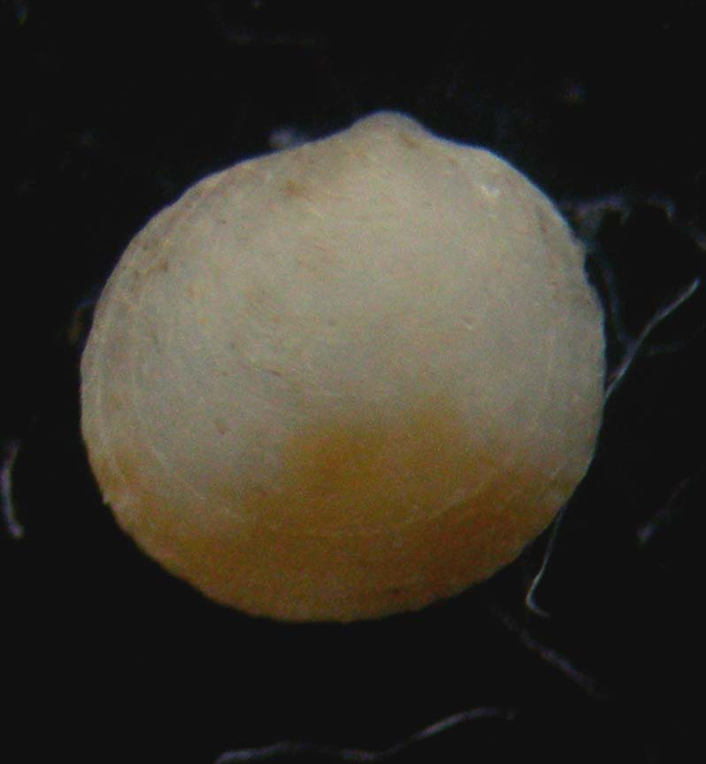Glycymeris sp. giovanile